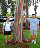 200pcs/sac rare arc-en-Eucalyptus deglupta, arbre tropical voyantes, les graines d'arbres pour bébé de plantation de jardin et amant comme