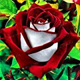 200pcs / sac rose Rare graines graines spéciales de fleurs Rose noire fleur avec bord blanc rose rouge usine de ...