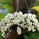 200Pièces graines de pensées annuelles belles fleurs blanches élégantes faciles à entretenir faire des paniers de fleurs suspendus créent une ...