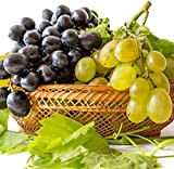 200Pièces graines de raisin mélangés forme de fruit unique vigne grimpante à feuilles persistantes est une décoration de jardin accrocheuse ...