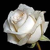 200Pièces graines de roses blanches faciles à planter faciles à entretenir créer une atmosphère différente Le parfum de fleur est ...