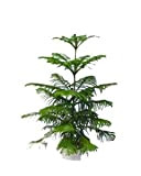 2016 50 graines Araucaria plantes de plein air rafraîchissant Bonsai plantes graines de feuillage arbre graines 49%