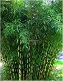 2017 Nouvelle Vente 50Pcs Moso Bambou Graines Phyllostachys pubescens géant Mao Bambou Plantes pour Jardin * Jardin Bonsaï Sementes. Orange