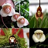 20pcs Mignon Singe Rare Visage Orchidée Graines Jardin Plante Fleur Bonsaï Décoration Graines d'orchidée Monkey Face