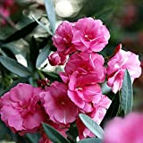 20Pièces graines de laurier-rose charmantes fleurs en forme d'entonnoir parfumé couleur vive et longue période de floraison graines de Nerium ...