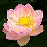 20Pièces Graines De Lotus Fleur De Nénuphar Dégage Un Arôme Charmant Décoration De Fleurs Coupées Exquise Paysage Unique D'étang De ...