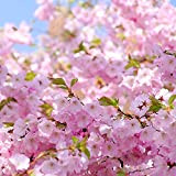 20pièces Rose Sakura Graines Printemps Floraison Fleur De Cerisier Arbre Plantes Vivaces Fleurs Pour Jardin Cour Plantation Extérieure Décoration Intérieure
