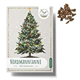 20x Graines de Sapin de Nordmann (Abies nordmanniana) - Ton propre sapin de Noël à planter toi-même comme cadeau