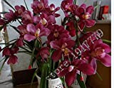 21 couleurs 100 pcs graines de Cymbidium, rares graines d'orchidées Saisons Bonsai, plantes en pot, fleurs bleues pour la maison ...