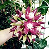24 Couleur Bal de l'Orchidée Rare Boule Fleur d'Orchidée plantes vivaces Hoya carnosa graines Bonsai Graines Plante en pot pour ...