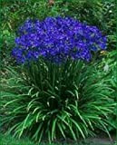 25+ Agapanthe bleu Lily des graines de fleurs du Nil/vivace