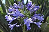 25+ bleu africain Lily Agapanthe Graines de fleurs/vivace
