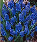 25 bulbes de Muscaris Armeniacum Bleu