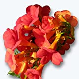25 graines de fleurs : Bignone Orange - Campsis Radicans