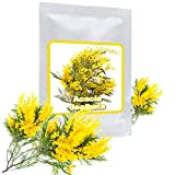 25 graines de Mimosa d'hiver/Acacia Dealbata/un noble plante méditerranéen pour maison, jardin, terrasse et balcon