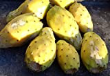 25 jaune Figue de Barbarie Opuntia ficus indica graines, fruits, Nopalea Cactus Paddle
