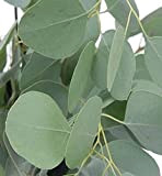 25 pièces Graines d'eucalyptus en argent pérenne Plante d'intérieur ou jardin familial extérieur Décoration à feuilles persistantes Facile à germer ...