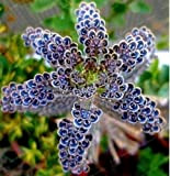 25 Rare Dark Blue Kalanchoe Graines Succulent fleurs Maison Jardin Exotique Plant