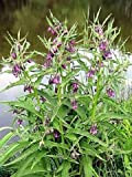 25 True la consoude Comphrey consoude officinale herbes de graines de fleurs violettes