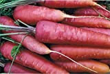 250 Graines de Carotte Longue Rouge Sang - légumes ancien potager - semences paysannes reproductibles - SemiSauvage