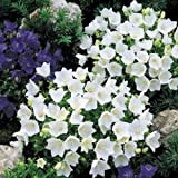 250 graines de graines Campanula campanules fleur blanche