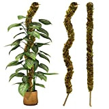 2Pcs 60 CM Tuteur Plante Grimpante Pliables pour Plantes Grimpantes Monstera, Plantes Poteaux en Mousse Sphaigne Faites Main à Pousser ...