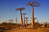 2pcs importées véritables graines de baobab Adansonia digitata Graines arbre géant Graines jardin Bonsai usine de bricolage