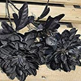 2Pièces bulbes de dahlia noir rares vrais bulbes de fleurs de dahlia pas de graines de dahlia bulbes vivaces à ...