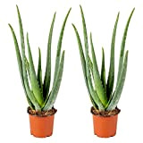 2x Aloe Vera Barbadensis - Plante succulente - Entretien facile - ⌀12 cm - ↕35-40 cm
