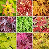 3 Arbustes Acer | Érable du Japon | Arbuste en pot pour l'extérieur, résistants et prêts pour le jardinage