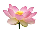 3 graines de Lotus (Nelumbo nucifera) Fleur de Lotus rose