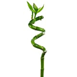 3 Lucky Bambou 30 cm Tiges spiralées pour Plante en pot d'intérieur Rebord de fenêtre