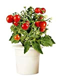 3 x Recharges "Tomate" pour Smart Herb Garden