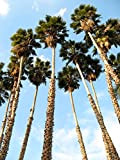 30 California palmier artificiel Jupon Arizona Desert Washingtonia Filifera Graines