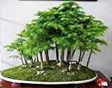 30 genévrier bonsaï Graines de fleurs en pot bureau bonsaï purifient l'air absorbent les gaz nocifs