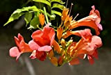 30 Graines de Jasmin de Virginie - bignone fleurs plante grimpante - Semences Paysannes