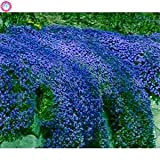 30 Pcs Thym Rampant Ou Multi-Couleur Rock Cress Vivace Fleur Couvre-sol Fleur Jardin Dcoration Graines: 3