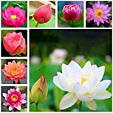 30 pièces Graines de lotus Les eaux aquatiques rustiques sont cultivées pour les étangs ou les jardins aquatiques en terrasse