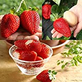 300 Pcs/sac graines fraises géantes taux germination élevé facile à faire pousser des semis cultures fruits vivaces fraîches pour la ...