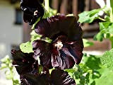 35 Graines de Rose Trémière Noire- fleurs jardins ornement - semences paysannes