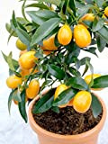 35 graines Kumquat Balcon Patio des plantes en pot arbres fruitiers