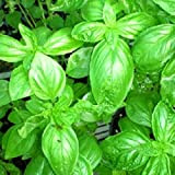 350 graines de basilic grand vert genovese appelé pistou -Ocimum basilicum variété Genovese - Herbes aromatique