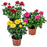 3x Mélange de rosiers en pot – Rosa – Patio & plante d'intérieur – ⌀12cm – ↕20-30cm