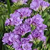 4 Pièces Bulbes De Freesia Fleurs Violettes Exotiques Rares Pour Clôtures De Balcon De Jardin Décoration De Cour Glaçage Sur ...