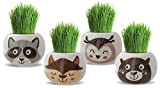 4 pots animaux sauvages avec leurs herbes bio à faire pousser - jeu original, créatif, éducatif - idée cadeau - ...