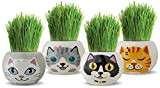 4 pots Chats avec leurs herbes bio à faire pousser - jeu original, créatif, éducatif - idée cadeau - facile ...