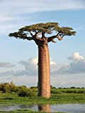 5 Adansonia grandidieri graines, les baobabs, Grandidier géant Graines Baobab