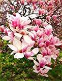 5 Blanc Rose Lumière Magnolia Graines Lily Fleur Arbre Fragrant Magnol liliiflora