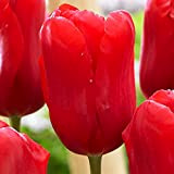 5 Bulbes Tulipes Rouges Fleurs à planter Bulbes Tulipes exterieur Bulbe Fleurs Tulipe Red Proud