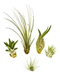 5 différentes mini Tillandsia Mix, plantes d'intérieur